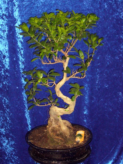 Bonsai- Ficus